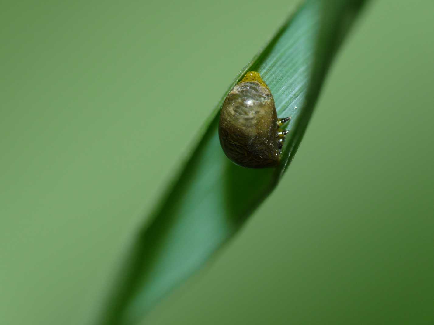 Larve di Chrysomelidae? Si, Oulema